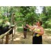 Full Day Tour Elephant Sanctuary and Deerland Park or Batu Caves Ex-KL