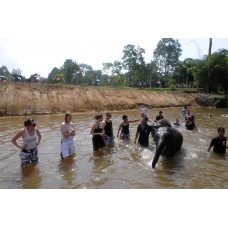 Full Day Tour Elephant Sanctuary & Fireflies Park Ex-KL