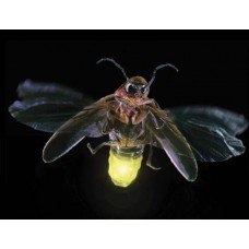 Half Day Tour Fireflies Park Ex-KL