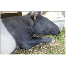 4D3N Full Board National Park Ex-KL for Matta Fair only