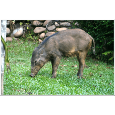 4D3N Real Inner Jungle Ex-Jerantut