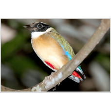 4D3N Real Inner Jungle Ex-KL