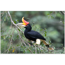 5D4N Free & Easy National Park (Taman Negara) Ex-Singapore