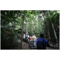 2D1N Full Board National Park (Taman Negara) Ex-Jerantut