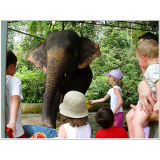 3D2N National Park (Taman Negara) Elephant Combo Ex-KL