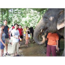 3D2N National Park with Elephant Combo Ex-KL for Matta Fair only